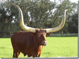 twerkinglonghorn