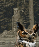 abannonowls.gif