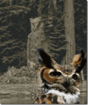 abannonowls_thumb.gif